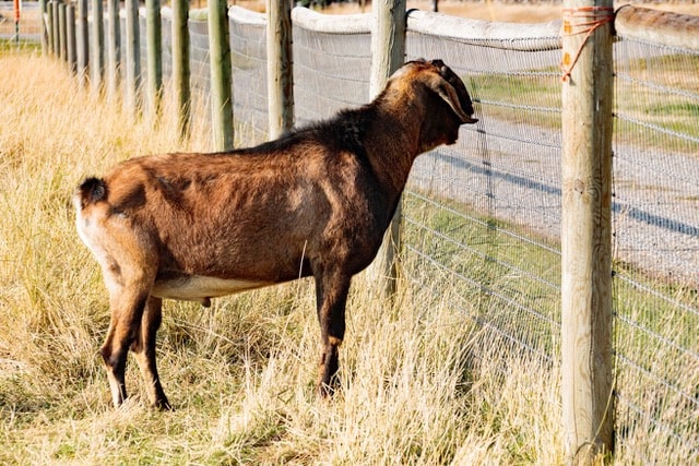 Bedda Farms - Buck - Saada Country Count, Bozeman Montana