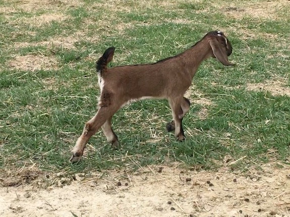 bedda farms nubian kid bozeman montanta