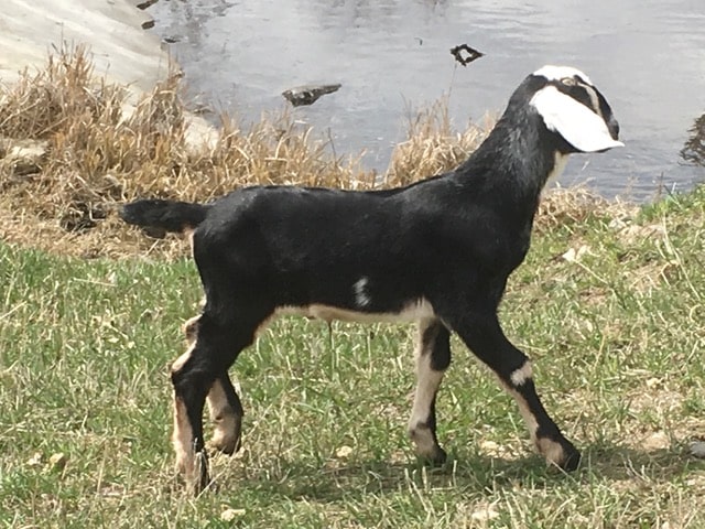 bedda farms nubian kid bozeman montanta