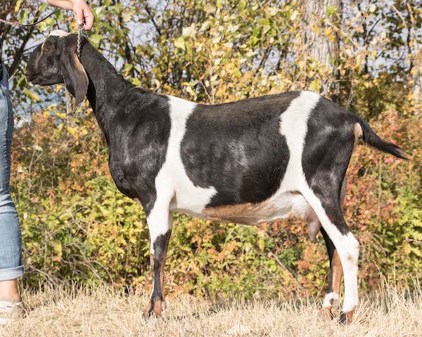 Bedda Farms - Junior Doe - 2doesrising Timeless MT Magic, Bozeman Montana