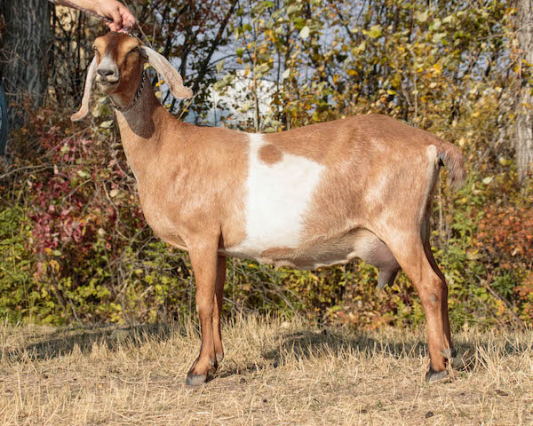 Bedda Farms - Senior Doe - Saada Tickled Pink, Bozeman Montana